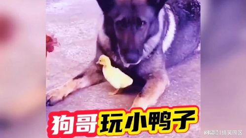 最新爆料狗哥,揭秘娱乐圈惊人内幕